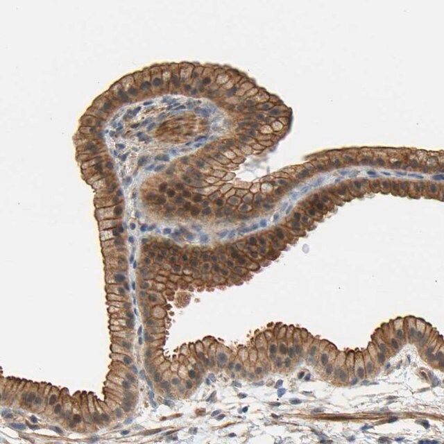 Anti-RGL1 antibody produced in rabbit