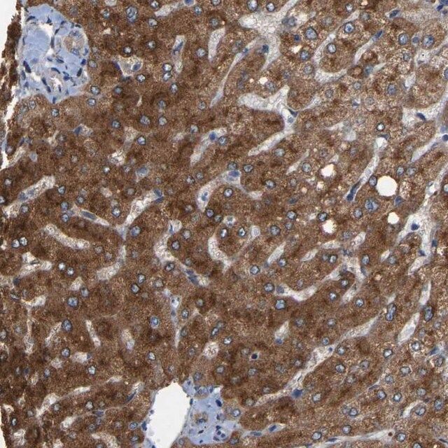 Anti-RGP1 antibody produced in rabbit