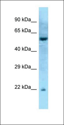 Anti-RAB27A antibody produced in rabbit