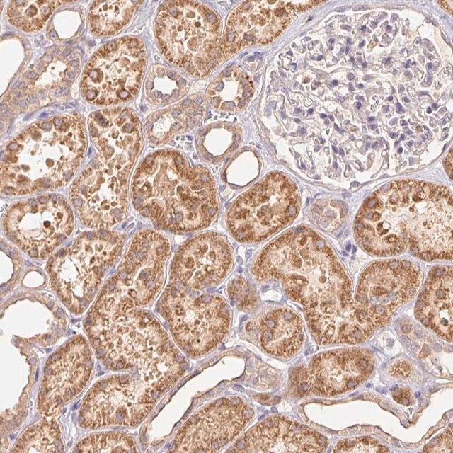 Anti-RAB11A antibody produced in rabbit