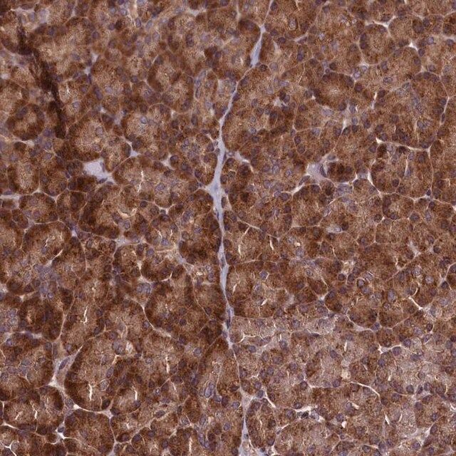 Anti-RBFA antibody produced in rabbit