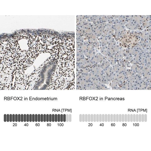 Anti-RBFOX2 antibody produced in rabbit