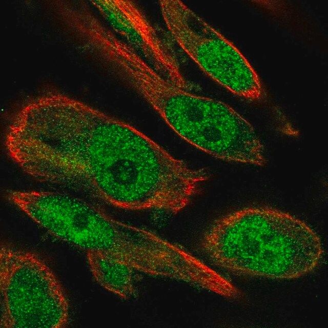 Anti-RBBP9 antibody produced in rabbit
