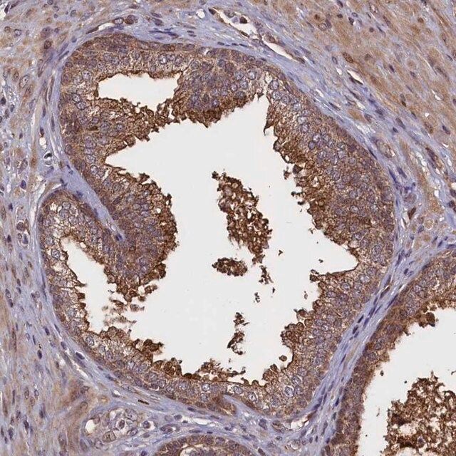 Anti-RBFA antibody produced in rabbit