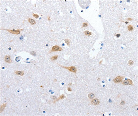 Anti-RBFOX3 antibody produced in rabbit