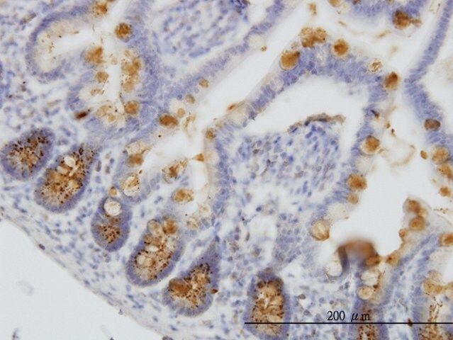 ANTI-RBP4 antibody produced in mouse