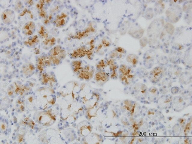 ANTI-RBP4 antibody produced in mouse