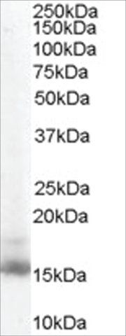 Anti-RBP1 antibody produced in goat