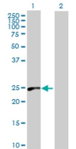 Anti-RAB39 antibody produced in mouse