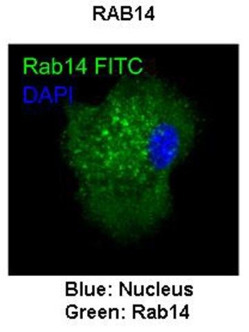 Anti-Rab14 antibody produced in rabbit
