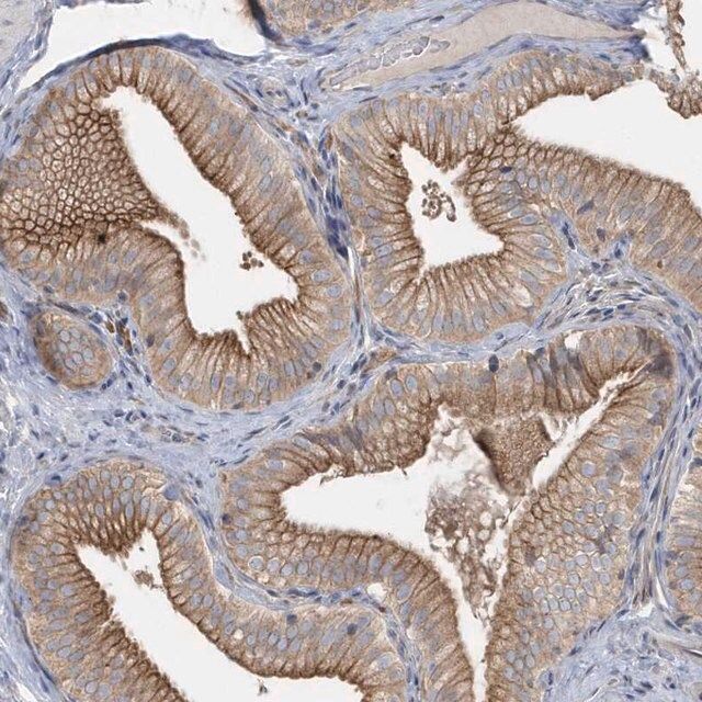 Anti-RAB17 antibody produced in rabbit