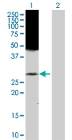 Anti-RAB43 antibody produced in rabbit