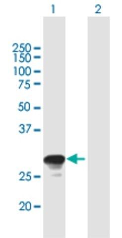 Anti-RAB26 antibody produced in mouse