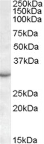 Anti-RAB23 antibody produced in goat