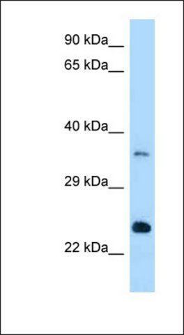 Anti-Rab13 antibody produced in rabbit