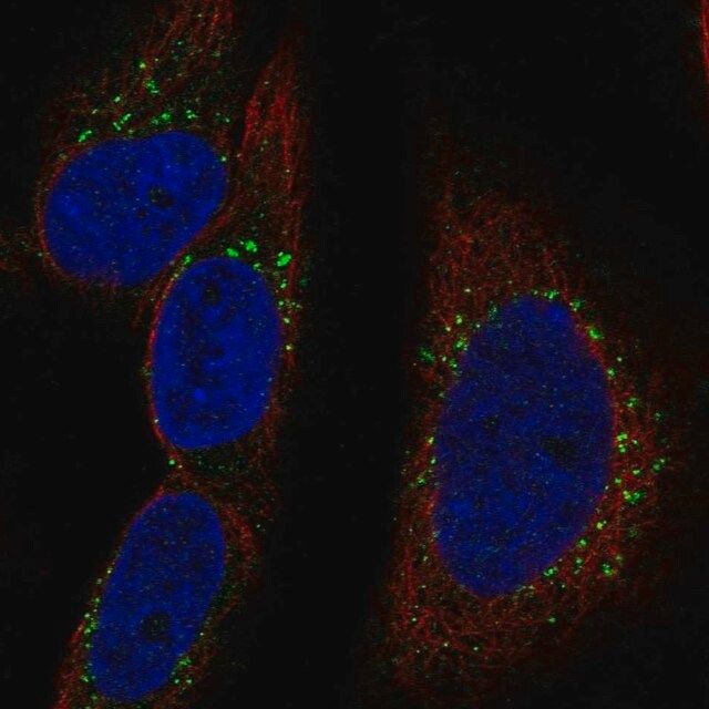 Anti-RAB30 antibody produced in rabbit