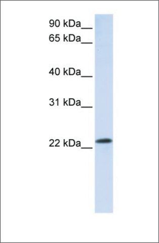 Anti-Rab18 antibody produced in rabbit
