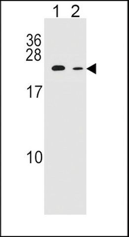 ANTI-RAB12 (N-TERM) antibody produced in rabbit