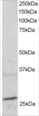 Anti-RAB11A/YL8 antibody produced in goat