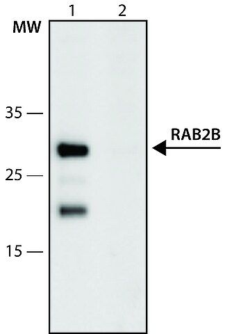 Anti-RAB2B (123-135) antibody produced in rabbit