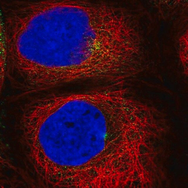 Anti-RAB11A antibody produced in rabbit