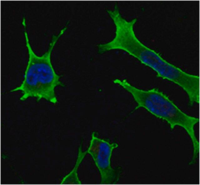 Anti-Rab10 Antibody, clone 4E2