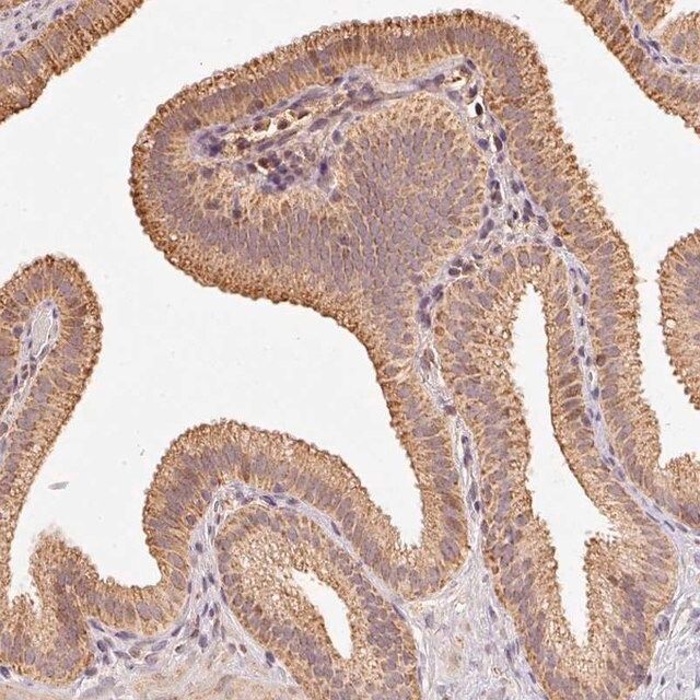 Anti-RAB35 antibody produced in rabbit