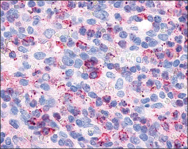 Anti-P2RY6 / P2Y6 antibody produced in rabbit