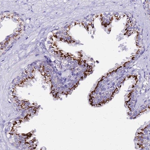 Anti-PRY antibody produced in rabbit