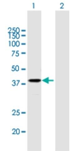 Anti-PSG2 antibody produced in mouse