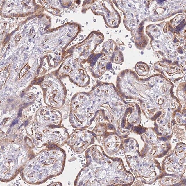 Anti-PSG11 antibody produced in rabbit