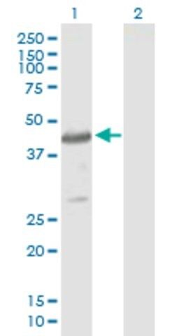 Anti-PSCD4 antibody produced in mouse