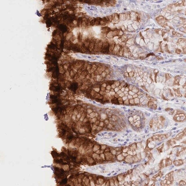 Anti-PSAPL1 antibody produced in rabbit