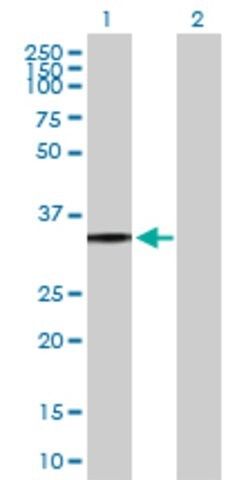 Anti-P2RY8 antibody produced in mouse