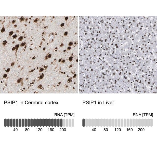 Anti-PSIP1 antibody produced in rabbit