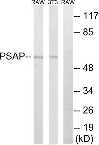 Anti-PSAP antibody produced in rabbit