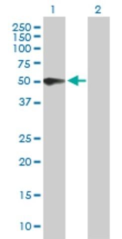 Anti-PSG3 antibody produced in mouse