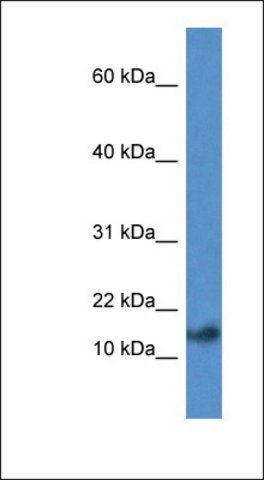 Anti-PSENEN antibody produced in rabbit