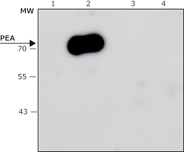 Anti-Pseudomonas aeruginosa Exotoxin A antibody, Mouse monoclonal