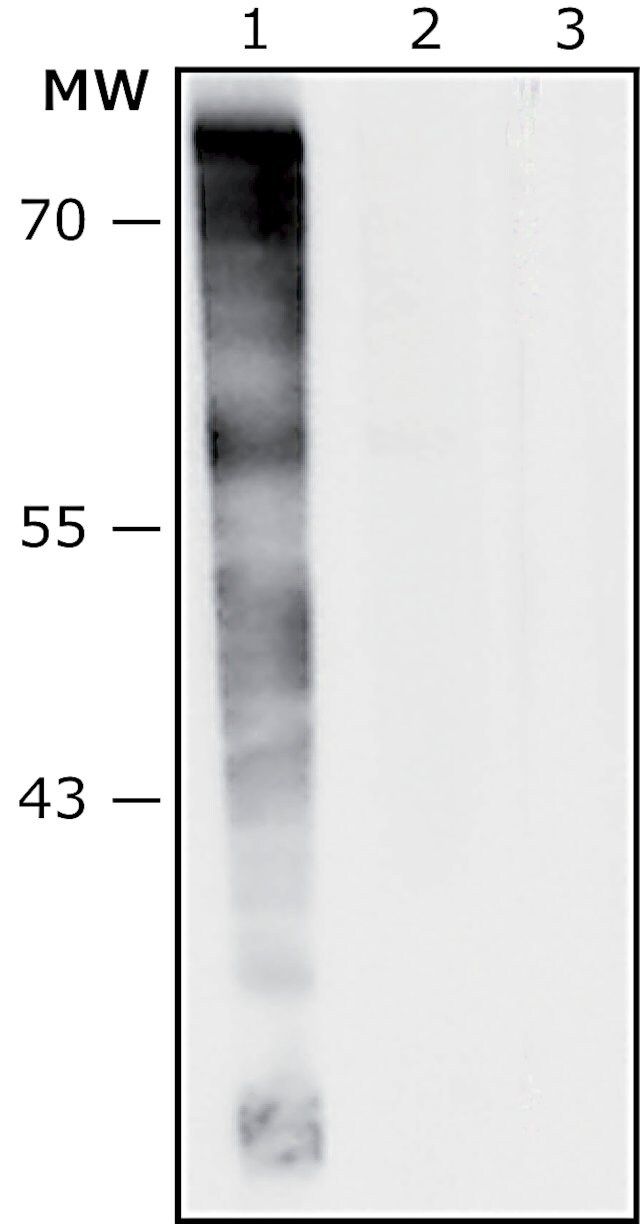 Anti-<i>Pseudomonas aeruginosa </i>antibody produced in rabbit