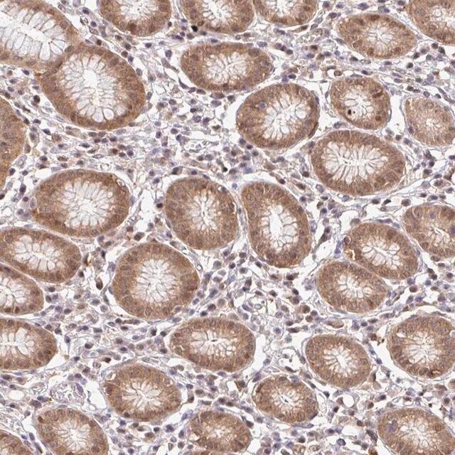 Anti-PSMA4 antibody produced in rabbit