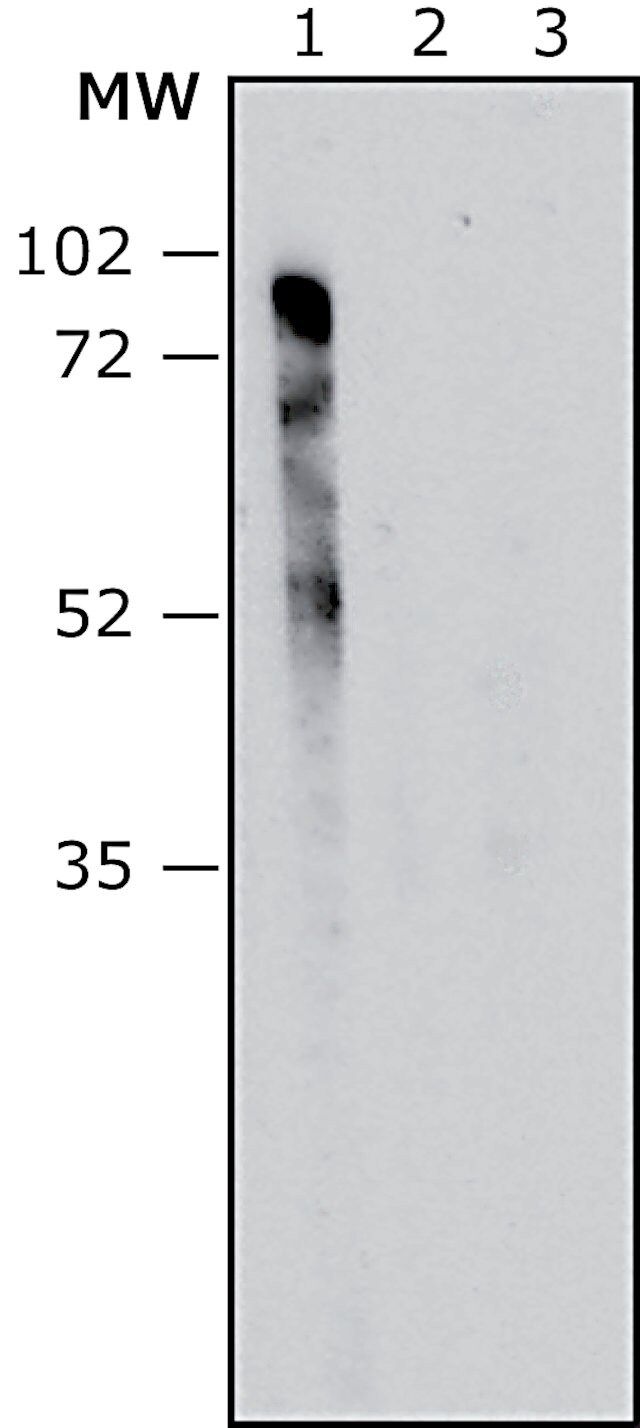 Anti-<i>Pseudomonas aeruginosa</i> LPS antibody, Mouse monoclonal