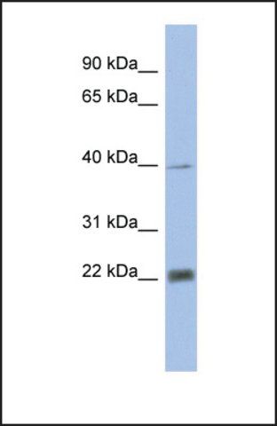 Anti-PSMA4, (N-terminal) antibody produced in rabbit