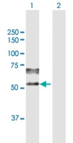 Anti-PSAP antibody produced in mouse