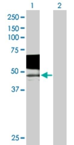 Anti-PSG9 antibody produced in mouse