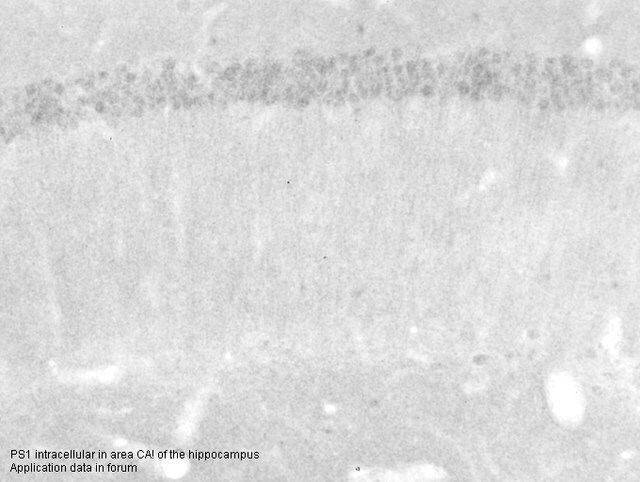 Anti-PSEN1 antibody produced in rabbit