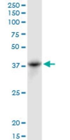 Anti-PSCD1 antibody produced in mouse