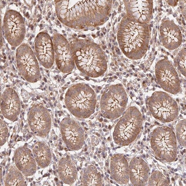 Anti-PSMA4 antibody produced in rabbit