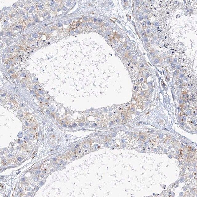 Anti-PLEKHG4B antibody produced in rabbit