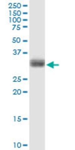 Anti-PLSCR1 antibody produced in rabbit